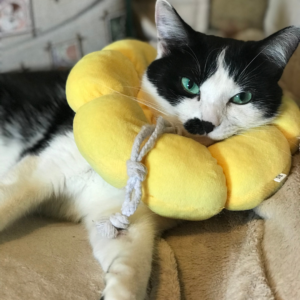 photo of cat wearing protective collar